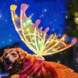 Angel Wings With LED Lights & Music - Toys Heaven